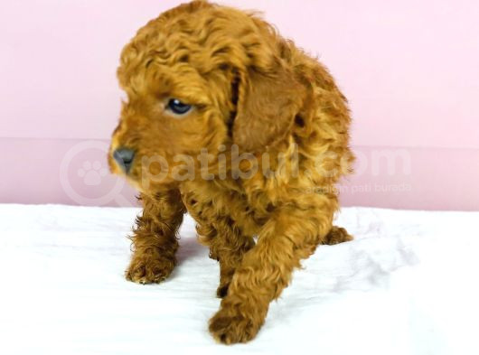 Yakşikli Poodle Oğlum görsel