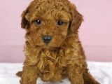 YAKŞIKLI POODLE OĞLUM
