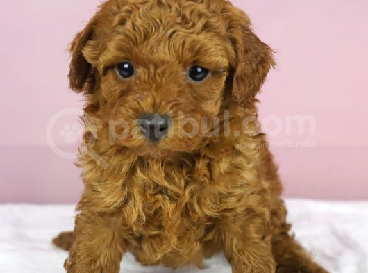 Yakşikli Poodle Oğlum