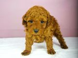 Yakşikli Poodle Oğlum