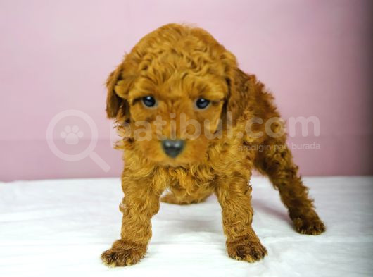 Yakşikli Poodle Oğlum görsel