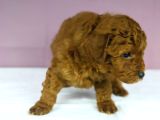 Yakşikli Poodle Oğlum