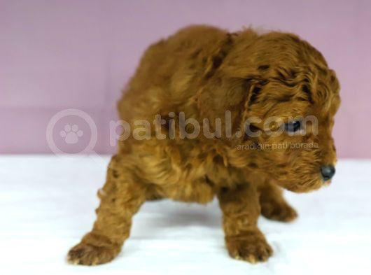 Yakşikli Poodle Oğlum görsel