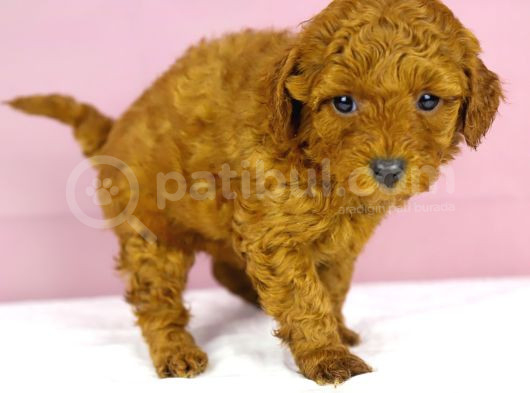 Yakşikli Poodle Oğlum görsel