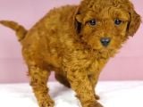 Yakşikli Poodle Oğlum