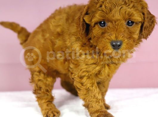 Yakşikli Poodle Oğlum görsel
