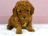 RED REDBROWN TOY POODLE BEBEKLER