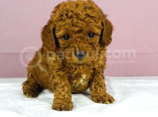 Red Redbrown Toy Poodle Bebekler