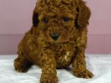 Red Redbrown Toy Poodle Bebekler