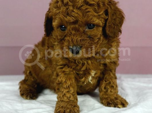Red Redbrown Toy Poodle Bebekler görsel