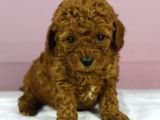 Red Redbrown Toy Poodle Bebekler