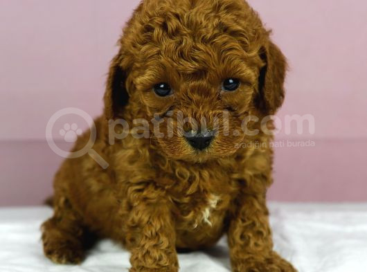 Red Redbrown Toy Poodle Bebekler görsel