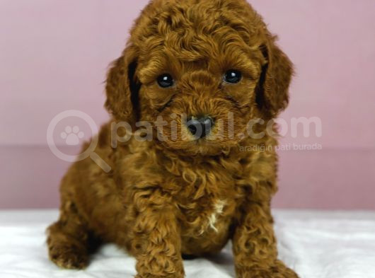 Red Redbrown Toy Poodle Bebekler görsel