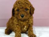 Red Redbrown Toy Poodle Bebekler