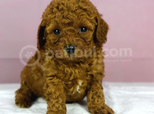 Red Redbrown Toy Poodle Bebekler görsel