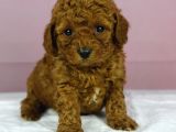 Red Redbrown Toy Poodle Bebekler