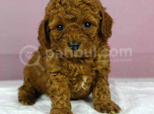 Red Redbrown Toy Poodle Bebekler görsel