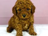 Red Redbrown Toy Poodle Bebekler