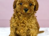 MÜKEMMEL GÜZELLİKTE POODLE OĞLUM