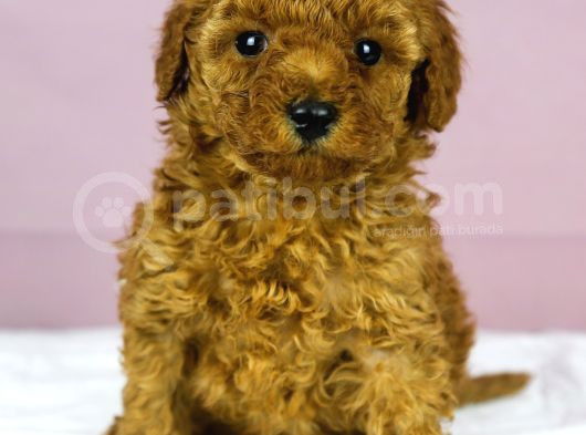 Mükemmel Güzelli̇kte Poodle Oğlum