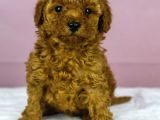 Mükemmel Güzelli̇kte Poodle Oğlum