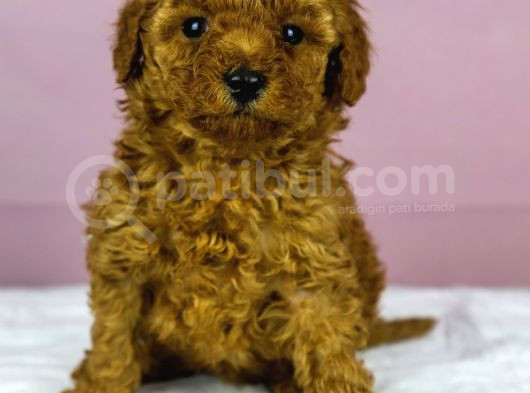 Mükemmel Güzelli̇kte Poodle Oğlum görsel
