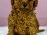 Mükemmel Güzelli̇kte Poodle Oğlum