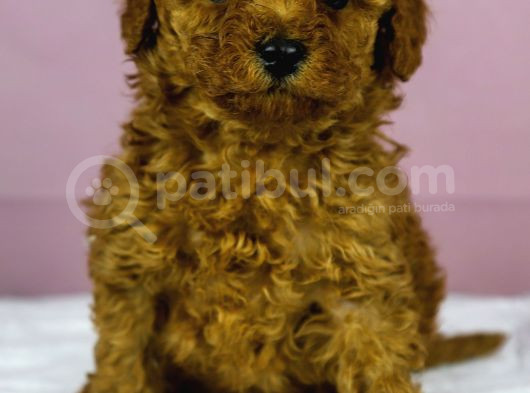 Mükemmel Güzelli̇kte Poodle Oğlum görsel