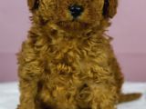 Mükemmel Güzelli̇kte Poodle Oğlum