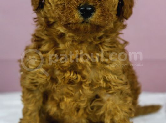 Mükemmel Güzelli̇kte Poodle Oğlum görsel