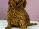 Mükemmel Güzelli̇kte Poodle Oğlum