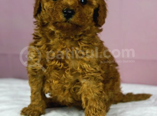 Mükemmel Güzelli̇kte Poodle Oğlum görsel
