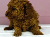 Mükemmel Güzelli̇kte Poodle Oğlum