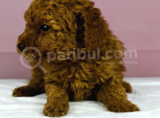 Mükemmel Güzelli̇kte Poodle Oğlum görsel