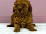 Mükemmel Güzelli̇kte Poodle Oğlum