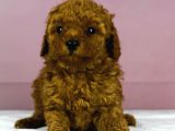 Mükemmel Güzelli̇kte Poodle Oğlum