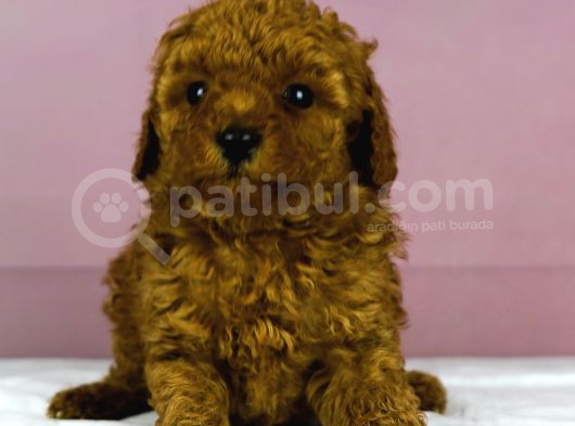 Mükemmel Güzelli̇kte Poodle Oğlum görsel