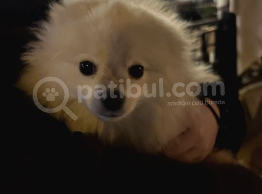 Çok Tatlı Pomerianian Boo görsel