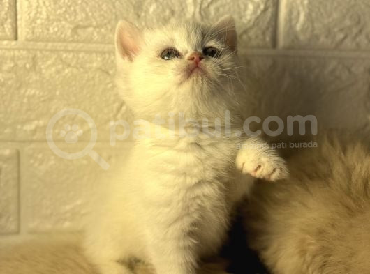 A Kali̇te Bri̇ti̇shler