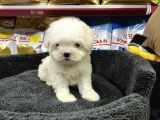 Mini Boy Maltese Yavrular