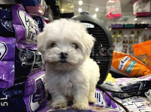 Mini Boy Maltese Yavrular görsel