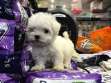 Mini Boy Maltese Yavrular