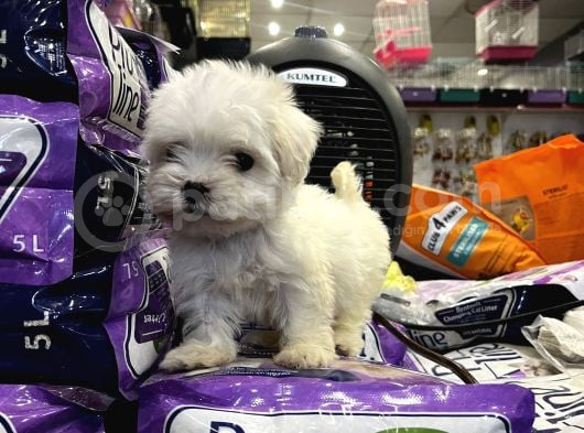 Mini Boy Maltese Yavrular görsel