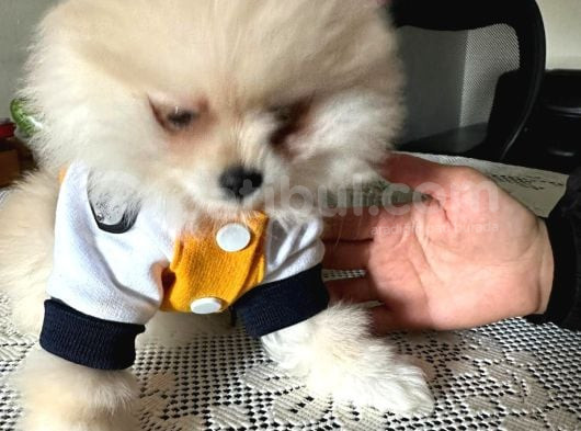 Dişi Yavru Pomeranian Güzellikler