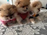 Dişi Yavru Pomeranian Güzellikler