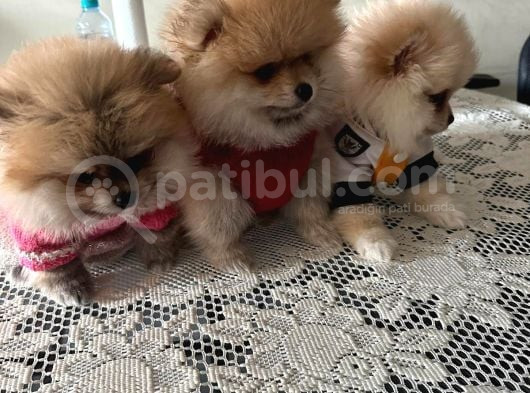 Dişi Yavru Pomeranian Güzellikler görsel