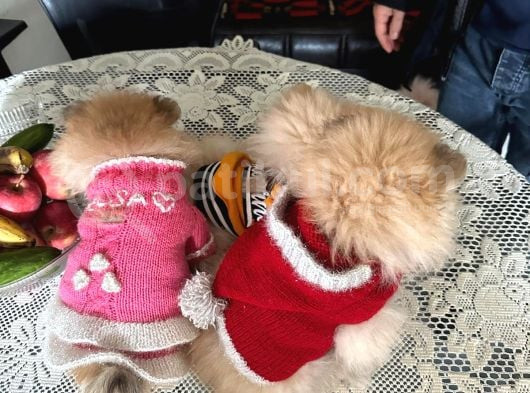 Dişi Yavru Pomeranian Güzellikler görsel