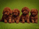 EN İYİSİNDEN ÖMÜR BOYU IRK GARANTİLİ POODLE BEBEKLER