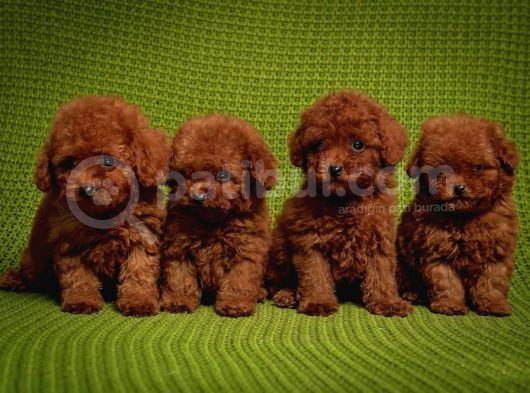En İyi̇si̇nden Ömür Boyu Irk Garanti̇li̇ Poodle Bebekler