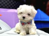 Mini boy maltese yavrular